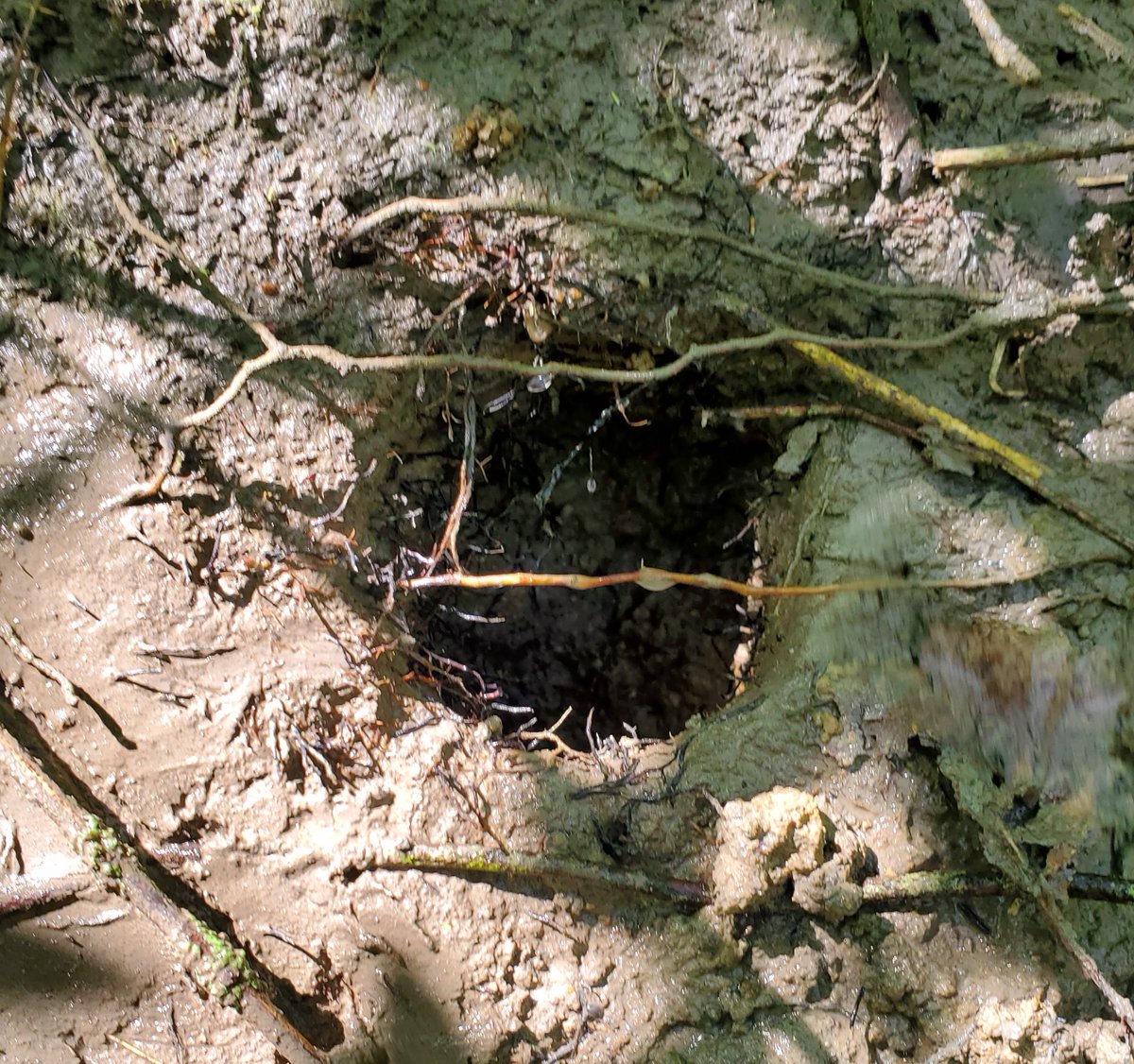 There is a new #InvasiveSpecies in #Canada - the White River Crayfish (Procambarus acutus). This large, non-native species inhabits ephemeral #wetland habitats and sluggish streams. It is now well established on Pelee Island, #Ontario, but has also been found on the mainland.