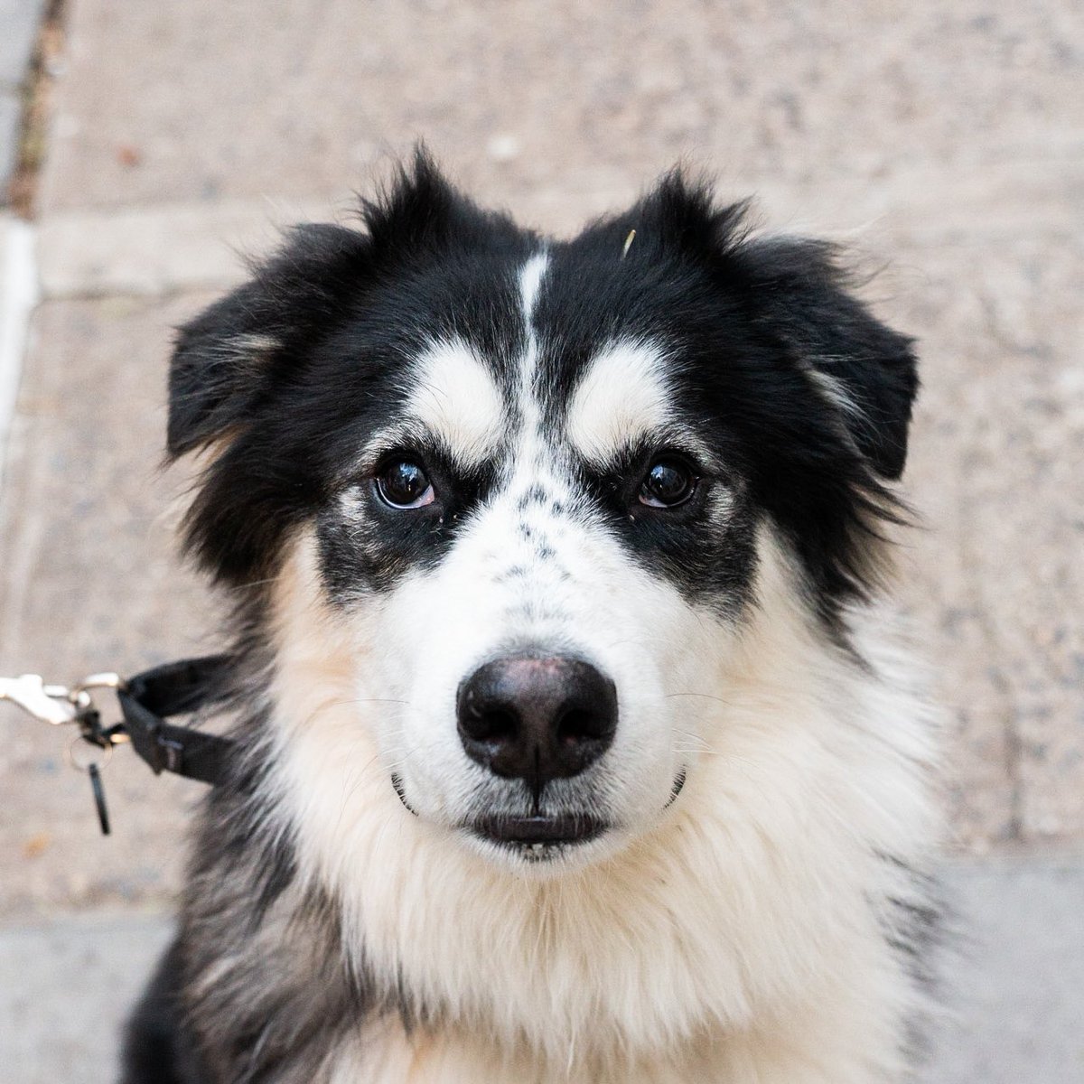 The Dogist on Twitter "Bernard, Great Pyrenees/Siberian Husky/Border Collie mix (1.5 y/o), 5th