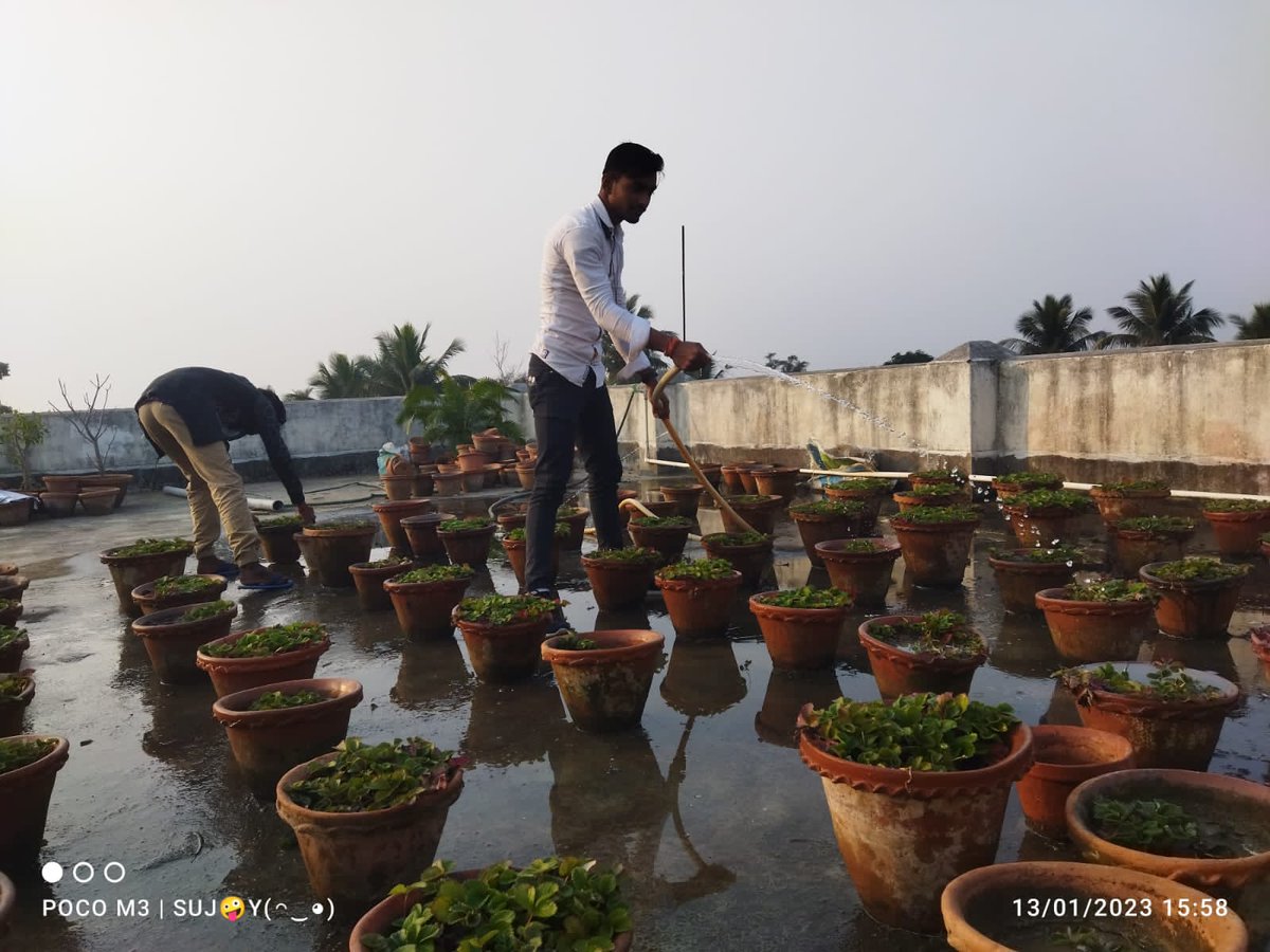 MoynaNss's tweet photo. #RegularActivities 
#PouringWaterontheRootofTrees
#NSSMoynaCollege 
@ianuragthakur @NisithPramanik 
@pankajsinghips @YASMinistry 
@_NSSIndia @rdnss_kolkata
@vinaynssrd @VidyasagarNSS 
@dblab_endophyte @NssMoyna https://t.co/0l65WDusXw