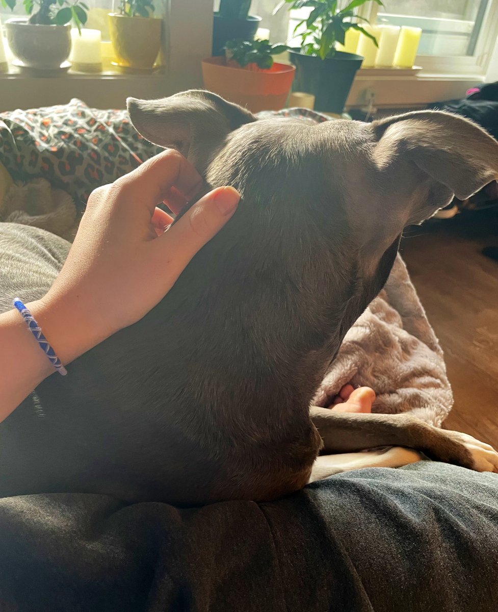 Luci the Pittie🐾 tweet media