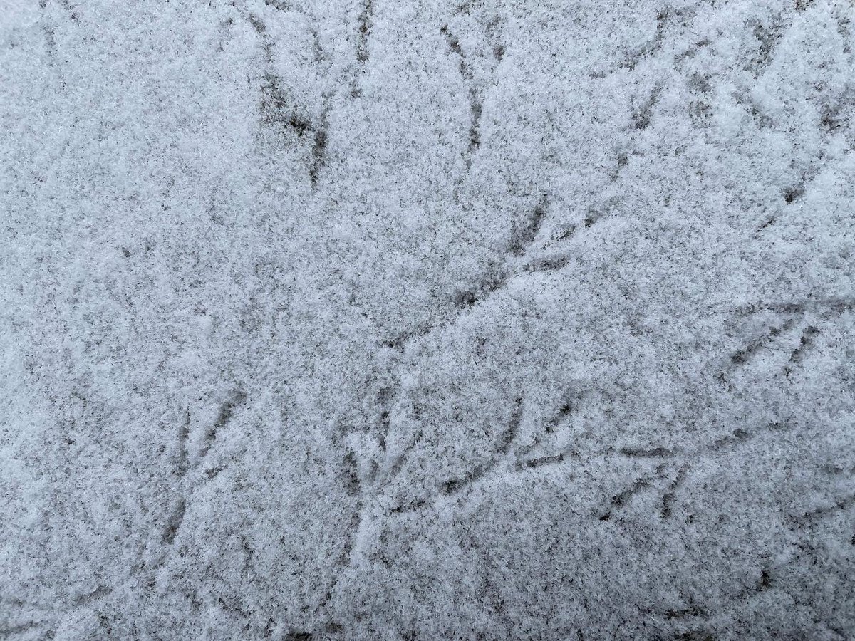 JKendrickAuthor's tweet photo. Winter returned this weekend.
Perfect for cozy reading with a hot beverage โ๏ธโ๏ธ๐
#winterwonderland #winter #january #readingweekend #weekendreads #cozytime https://t.co/8MfJkrqRgv