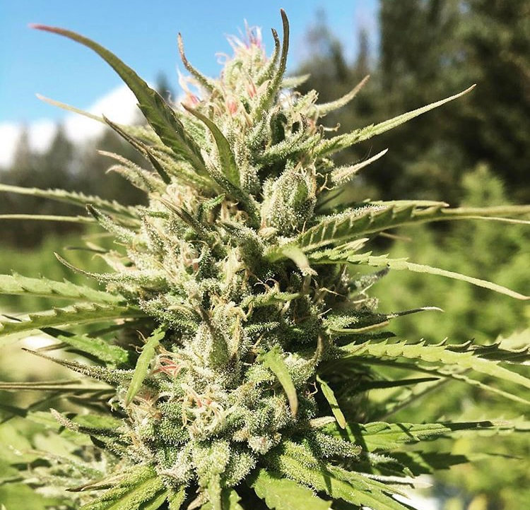 𝙳𝚊𝚟𝚒𝚍 𝙰 𝙷𝚎𝚗𝚍𝚛𝚒𝚡 tweet media