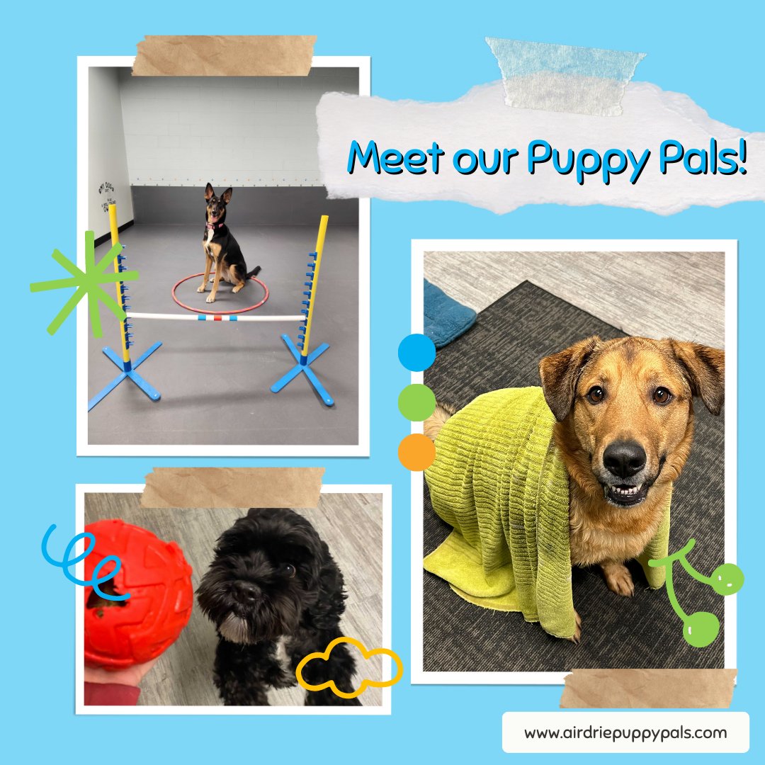 Meet Our Puppy Pals! Tika (top right) is a 2-year-old Shepherd mix. Max (bottom right) is an almost three year old cocker spaniel, and Kip (bottom left)  is a 2.5-year-old Lab Shepherd Cross.  #dogdaycare #dogtraining #airdriepuppypals