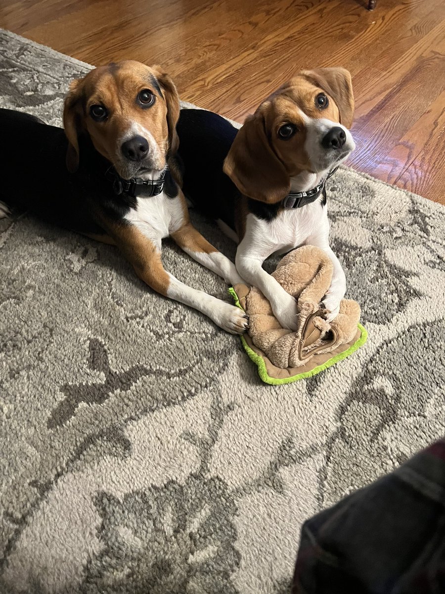 My babies. 

#Beaglelove #beaglesoftwitter #Beagle