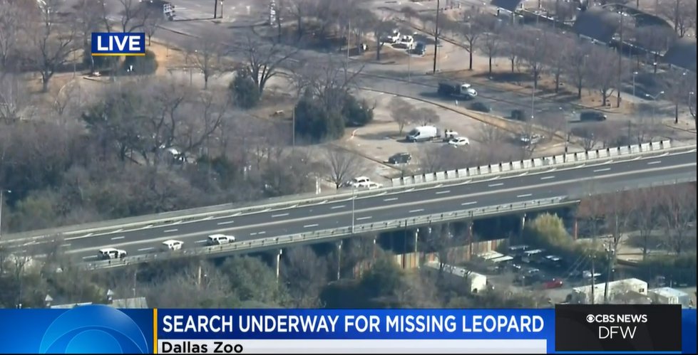 I did not have a Dallas Zoo leopard going missing on my Friday the 13th bingo card