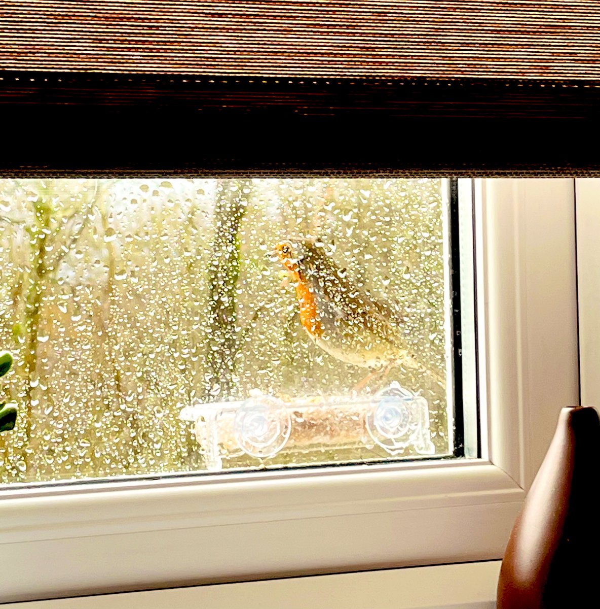 Dr_LangP's tweet photo. Amongst many key benefits of #flexibleworking is having opportunities for #connectingwithnature more often during the daytime - these fleeting visits are very rewarding! #biodiversity #gardenbirds #outdoorsindoors #makingadifference #wellbeingneeds https://t.co/WCZOJIGsxF