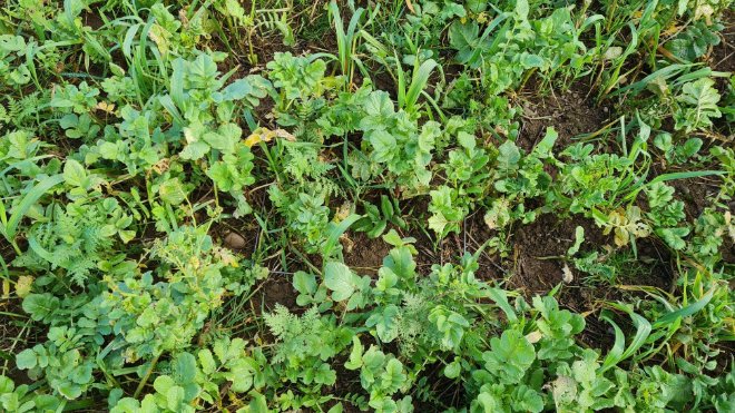 Did you use N-Check last year? 7,478 #farmers did, &amp; we found that on average, in the 0-30cm soil profile, 30kg/ha of nitrogen was available to the crop. However, values ranged from 0.48kg to 252kg N/ha. Don’t #wastemoney on fertiliser you don’t need: cawood.co.uk/save-money-on-…