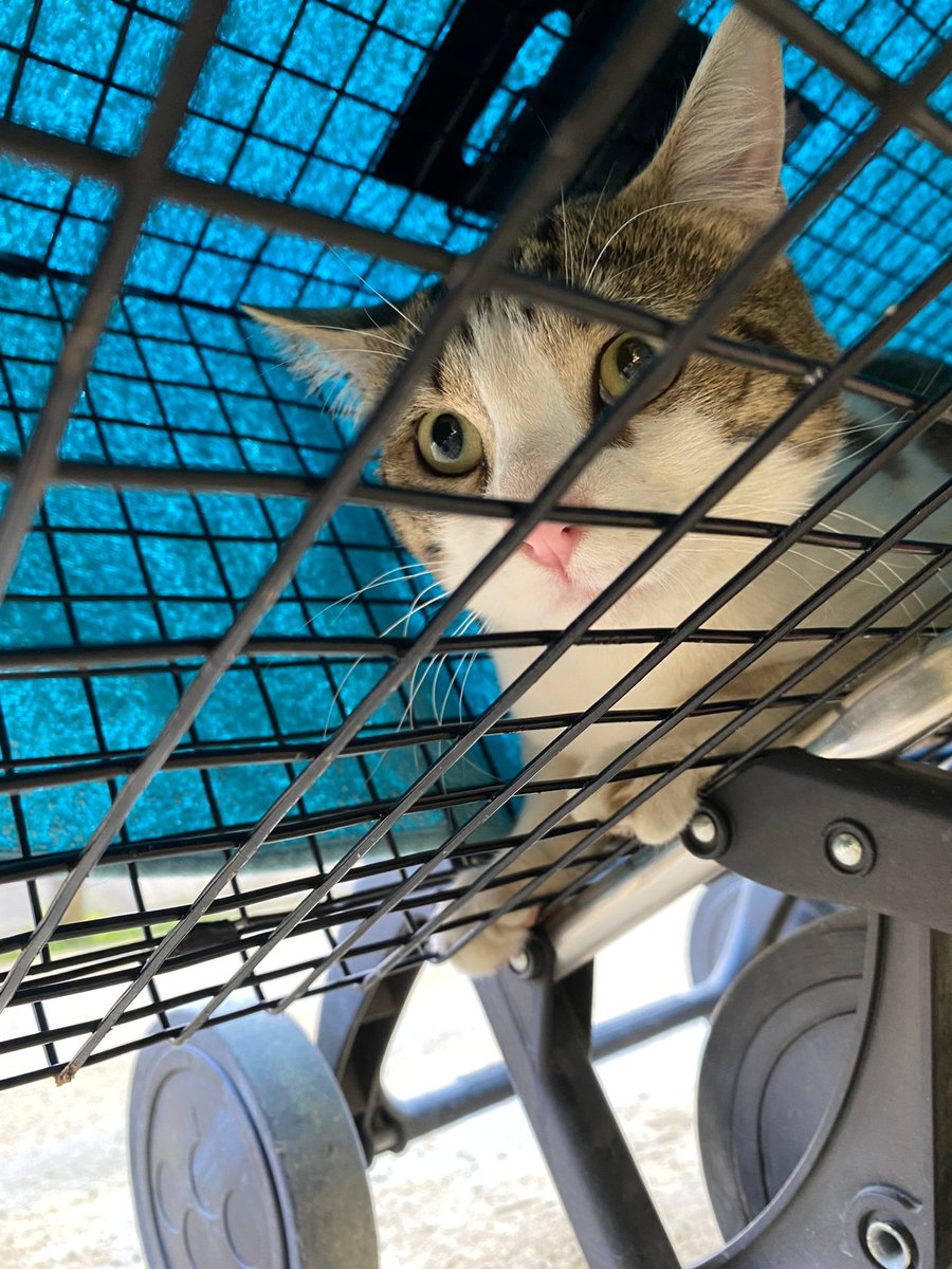 cfparquecentral's tweet photo. Ayer, día de capturas y esterilizaciones. Método #CER #gatosparquecentral 

Lo peor: sospechamos que ambos son abandonos... 😔 https://t.co/2bOsRGQbd9