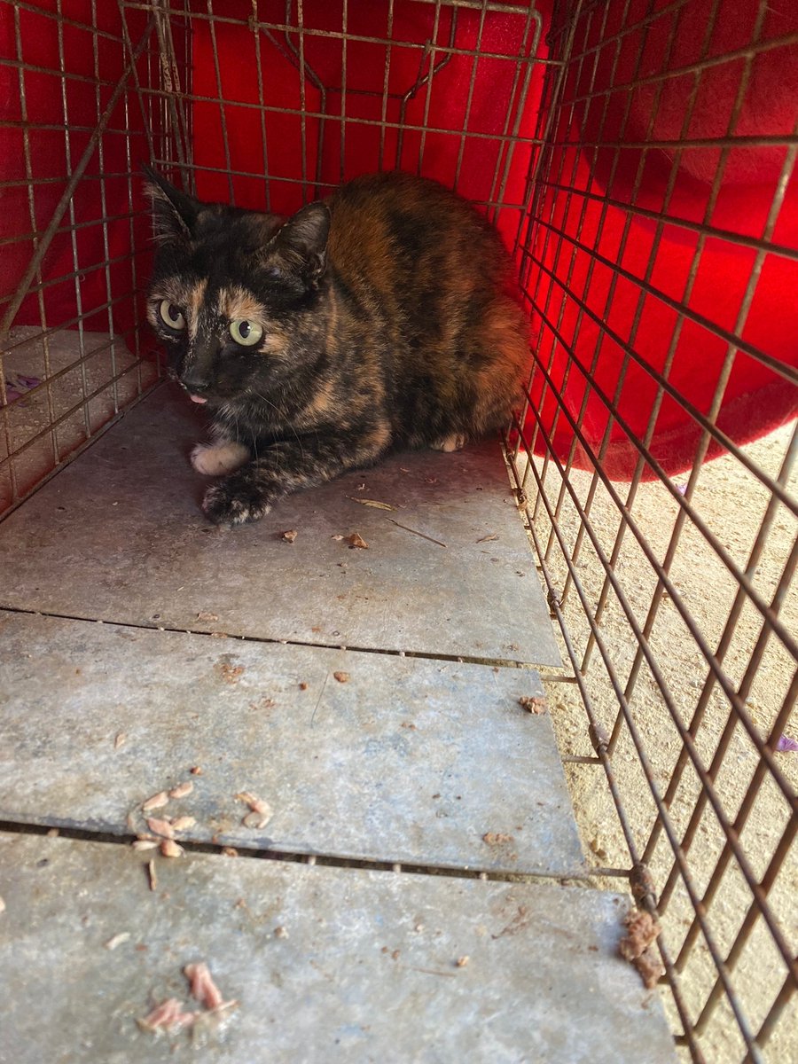 cfparquecentral's tweet photo. Ayer, día de capturas y esterilizaciones. Método #CER #gatosparquecentral 

Lo peor: sospechamos que ambos son abandonos... 😔 https://t.co/2bOsRGQbd9