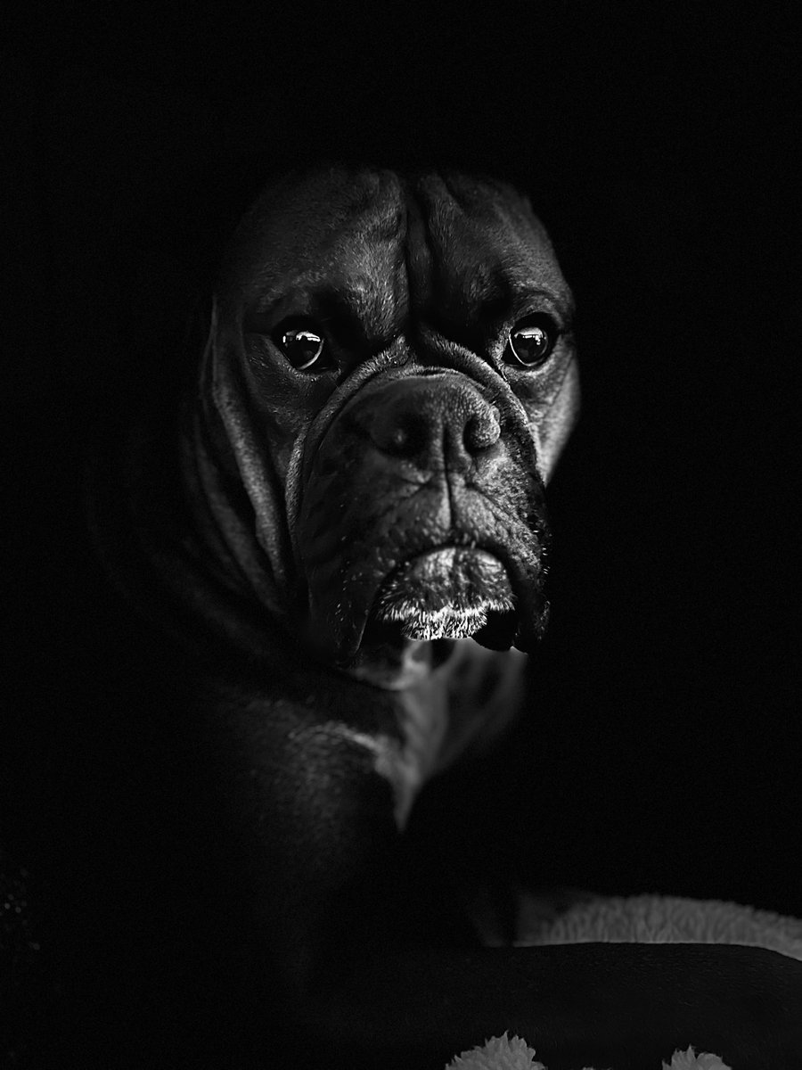 Amy’s Boxer Dogs tweet media