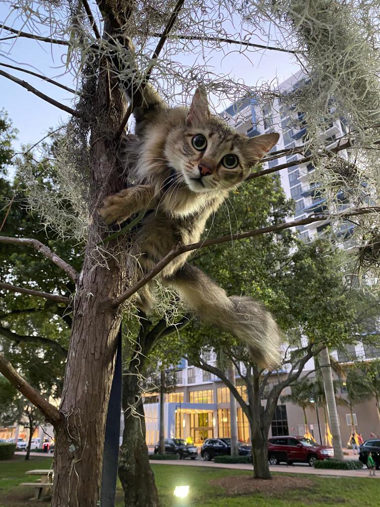 GatoToken's tweet photo. I enjoy climbing trees. 😻🐈🌴#GatoToken #cryptokitty #web3 #hbar #ETH #cat https://t.co/OzGpx8sT5n