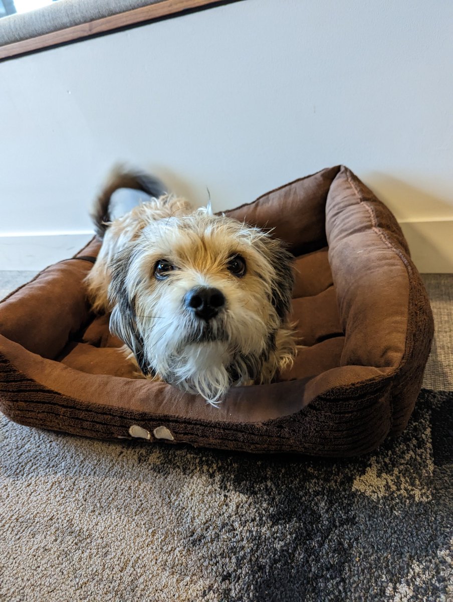 stephhippo's tweet image. #Seattle! Taz slipped his harness while with the sitter. He was last seen in Ballard, on the north side of NW 51st St between 6th and 8th. He's chipped, but has no identification on him. Don't chase. If you see him, sit down on the ground and ask if he wants to go see Stephanie.
