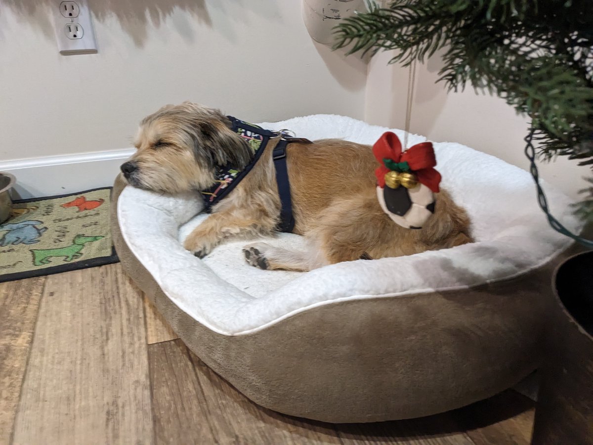 stephhippo's tweet image. #Seattle! Taz slipped his harness while with the sitter. He was last seen in Ballard, on the north side of NW 51st St between 6th and 8th. He's chipped, but has no identification on him. Don't chase. If you see him, sit down on the ground and ask if he wants to go see Stephanie.