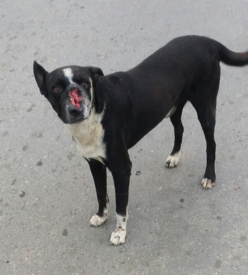 ylallali5's tweet photo. @apoyocanino Este Perrito se encuentra en toda la entrada de playa los cocos, la Guaita, justo donde hay un misión vivienda. Tiene la nariz abierta y bota como pus por un lado de su cabeza, es asustadizo. Ayudemos difundiendo para que reciba ayuda pronto! https://t.co/cQtX7tr8vO
