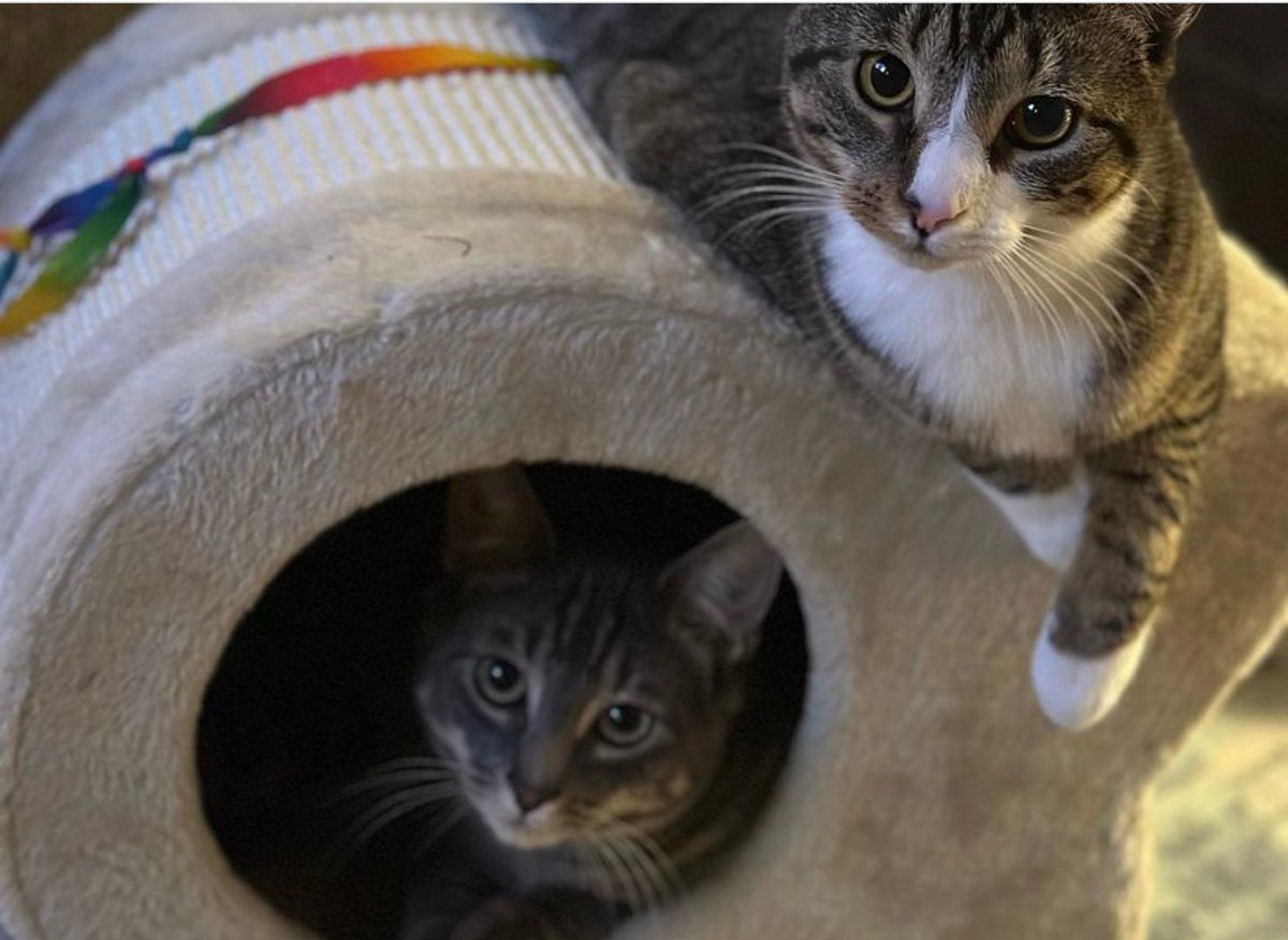 MajesticPet's tweet photo. Double the trouble.
 #catsofinstagram #catcontent #catstagram #catlover #cats #catoftheday #catreels #catvideo #catsofig #catsareawesome #catlady #catmom #catmemes #cattree #majesticpet #majesticpetproducts #cozycat #cozycattree #catbed #giftsforcatlovers #comfypetbeds https://t.co/3iPKNaYGaH