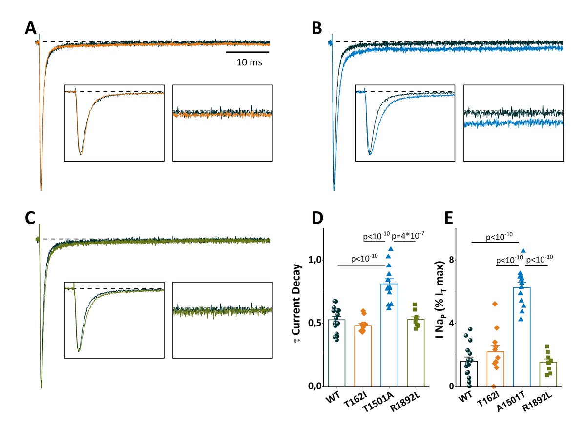 Gain of function SCN1A disease‐causing variants: expanding the phenotypic spectrum and functional studies guiding the choice of effective antiseizure medication onlinelibrary.wiley.com/doi/10.1111/ep… 

#epilepsy #SCN1A #SodiumchannelBlockers #antiseizuremedication <a href="/IlaeWeb/">International League Against Epilepsy</a> <a href="/WileyNeuro/">Wiley Neuro</a>