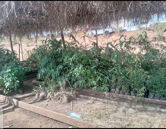 BaurelJean's tweet photo. Up to 65% of productive land is degraded, while desertification affects 45% of land in Africa. So our aim is to provide innovative solutions for the production of healthy plants capable of storing large amounts of carbon.
@WRIafrica 
@CCNUCC 
@GlobalLF https://t.co/r5SOS6LO2f