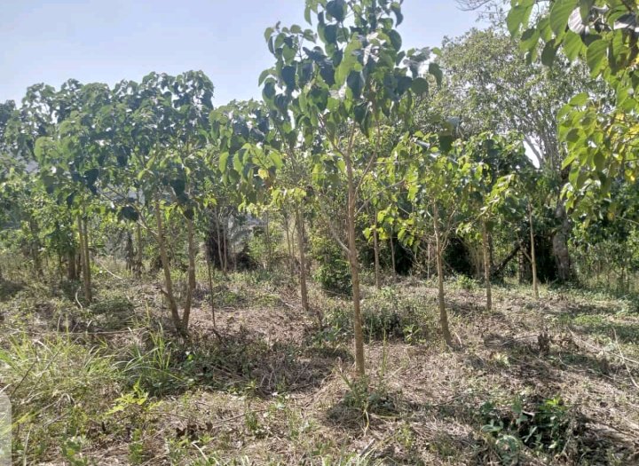 Up to 65% of productive land is degraded, while desertification affects 45% of land in Africa. So our aim is to provide innovative solutions for the production of healthy plants capable of storing large amounts of carbon.
<a href="/WRIafrica/">WRI Africa</a> 
<a href="/CCNUCC/">ONU Climat</a> 
<a href="/GlobalLF/">Global Landscapes Forum (GLF)</a>