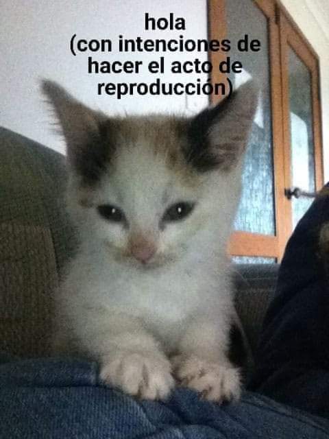 <a href="/ViolinistGinger/">𝓔ider.</a>