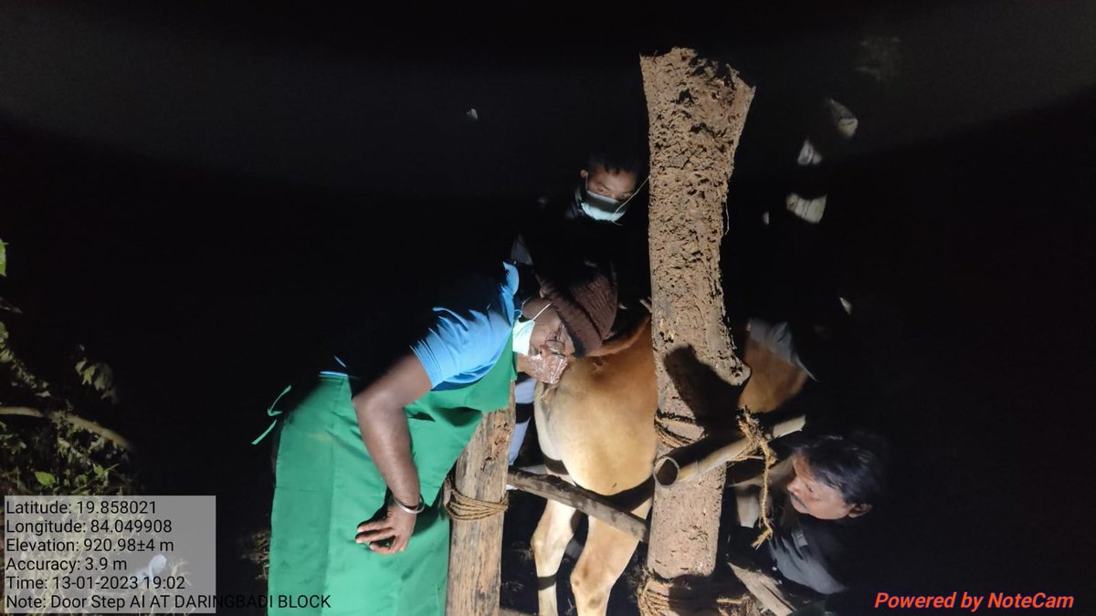 OvsaKandhamal's tweet photo. #EmergencyService Artificial Insemination of a cow is successfully done by Dr. Deepak Pradhan at farmer door step in late night. #Veterinarians
#Crossbreeding #Gradingup
@CMO_Odisha @DMKandhamal @farddept @rajaaswain @dahvsodisha @Dept_of_AHD @SecyChief @MoSarkar5T https://t.co/KzYFHHvgD1