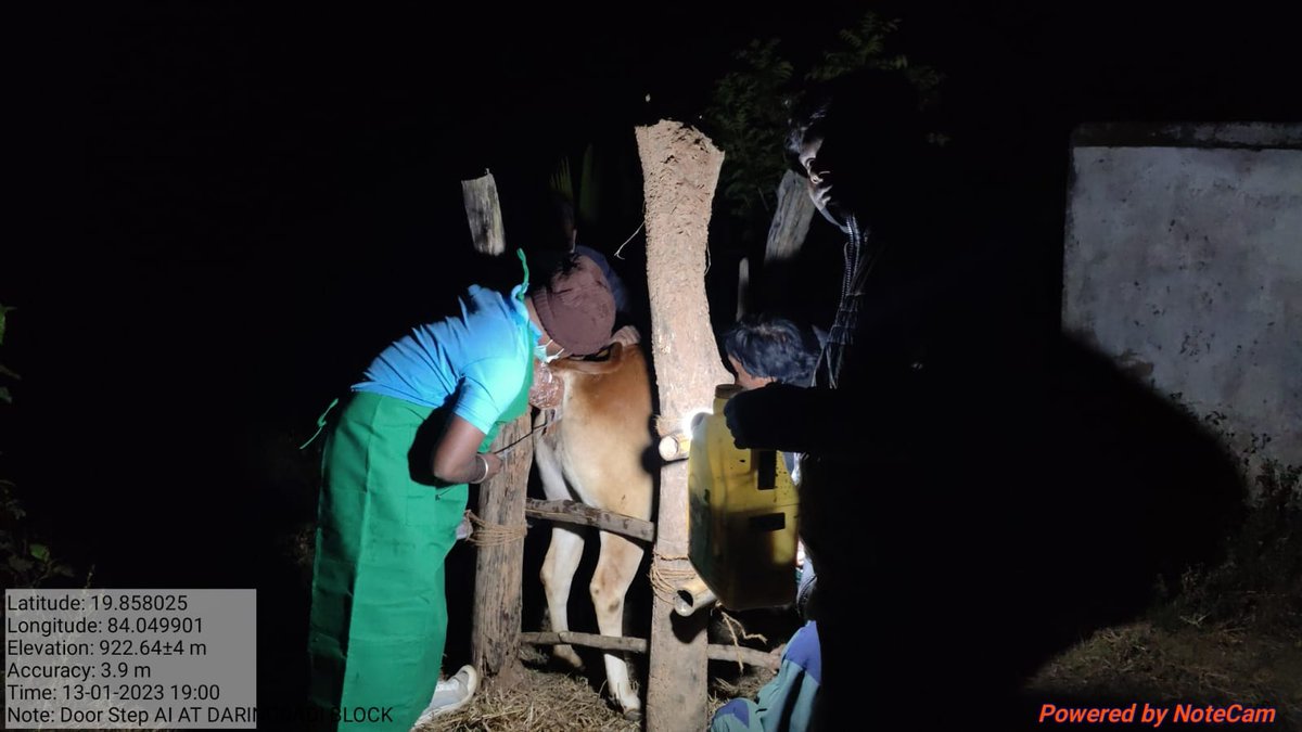 OvsaKandhamal's tweet photo. #EmergencyService Artificial Insemination of a cow is successfully done by Dr. Deepak Pradhan at farmer door step in late night. #Veterinarians
#Crossbreeding #Gradingup
@CMO_Odisha @DMKandhamal @farddept @rajaaswain @dahvsodisha @Dept_of_AHD @SecyChief @MoSarkar5T https://t.co/KzYFHHvgD1