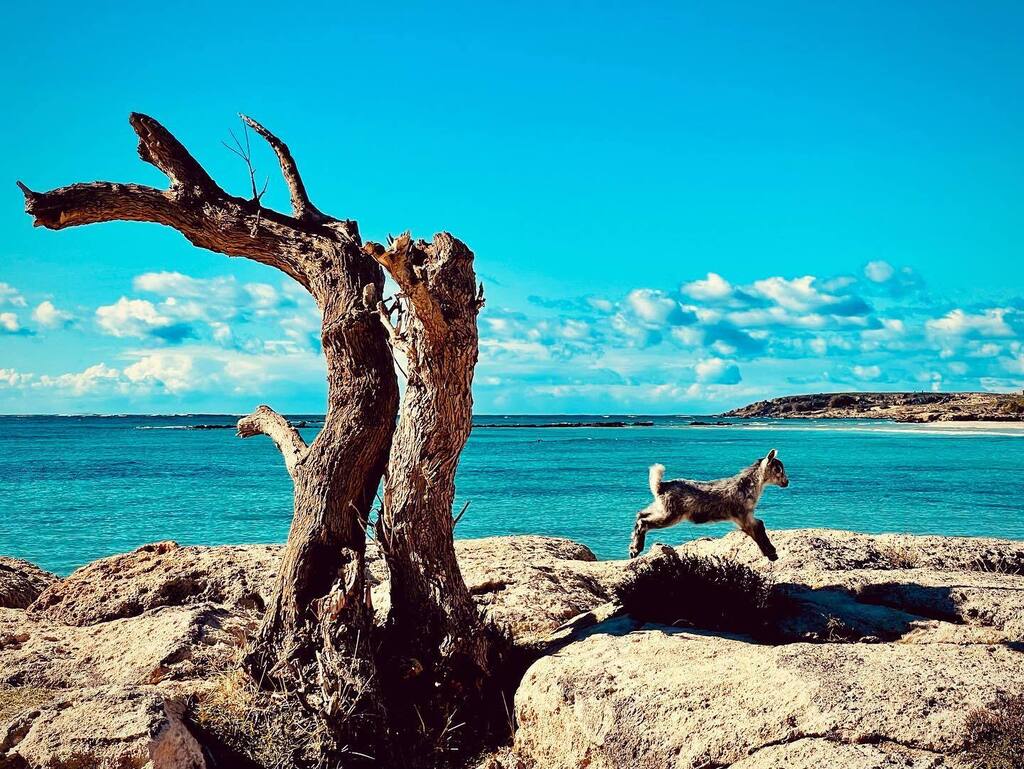 TravelTailorCo's tweet photo. I had both the road and the pink beach of #Elafonisi all to myself yesterday… the joys of traveling in winter! #elafonisibeach #goatsofinstagram #Crete #Greece #roadtrip https://t.co/oorZ1lRAiE https://t.co/gu4cC4wUNf