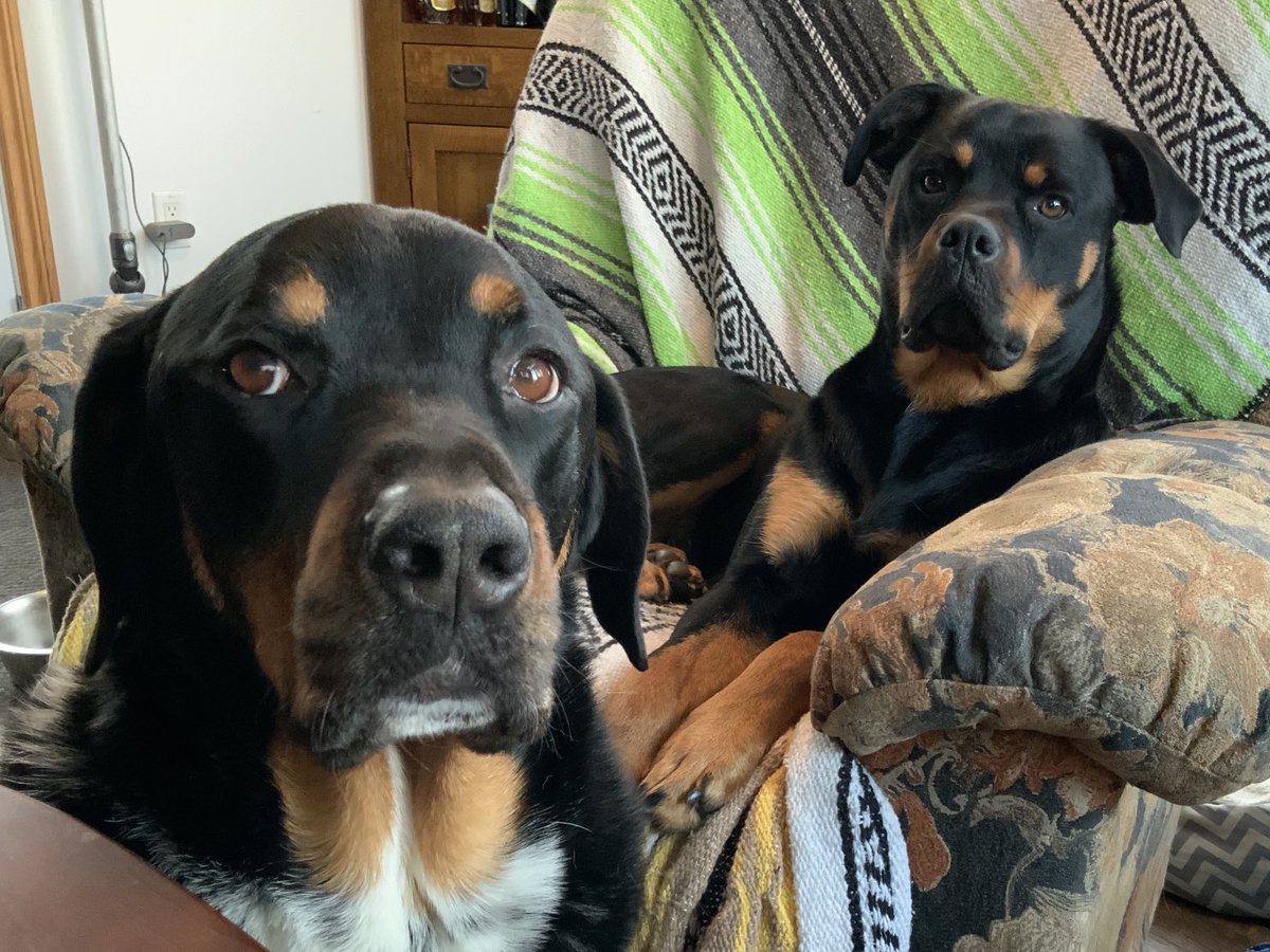 BevKnits's tweet photo. My furry friends. They keep me sane(ish). #petsoftwitter #tabbycat #rottweiler #rottweilermix https://t.co/YfB00vyoGW