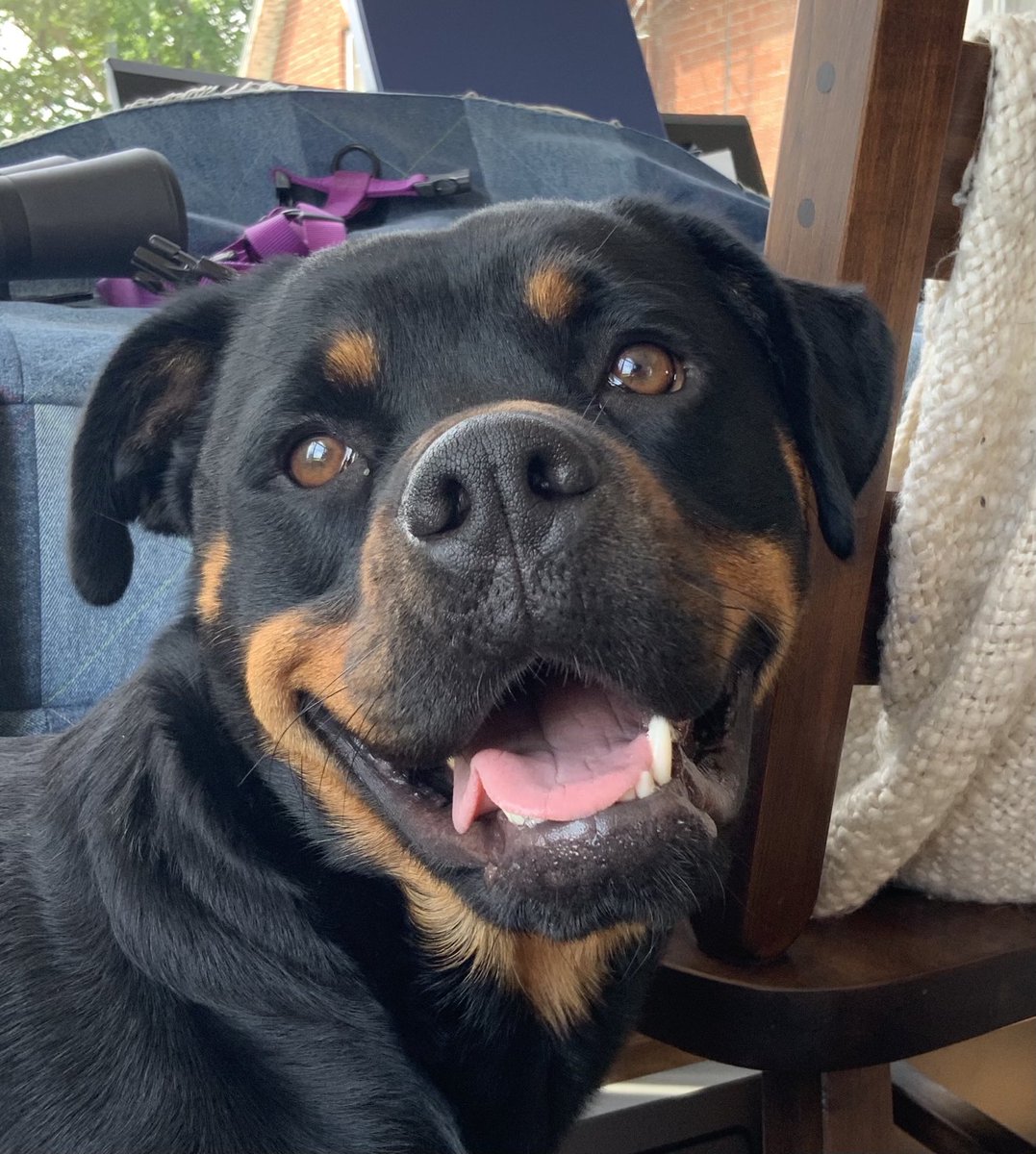 BevKnits's tweet photo. My furry friends. They keep me sane(ish). #petsoftwitter #tabbycat #rottweiler #rottweilermix https://t.co/YfB00vyoGW