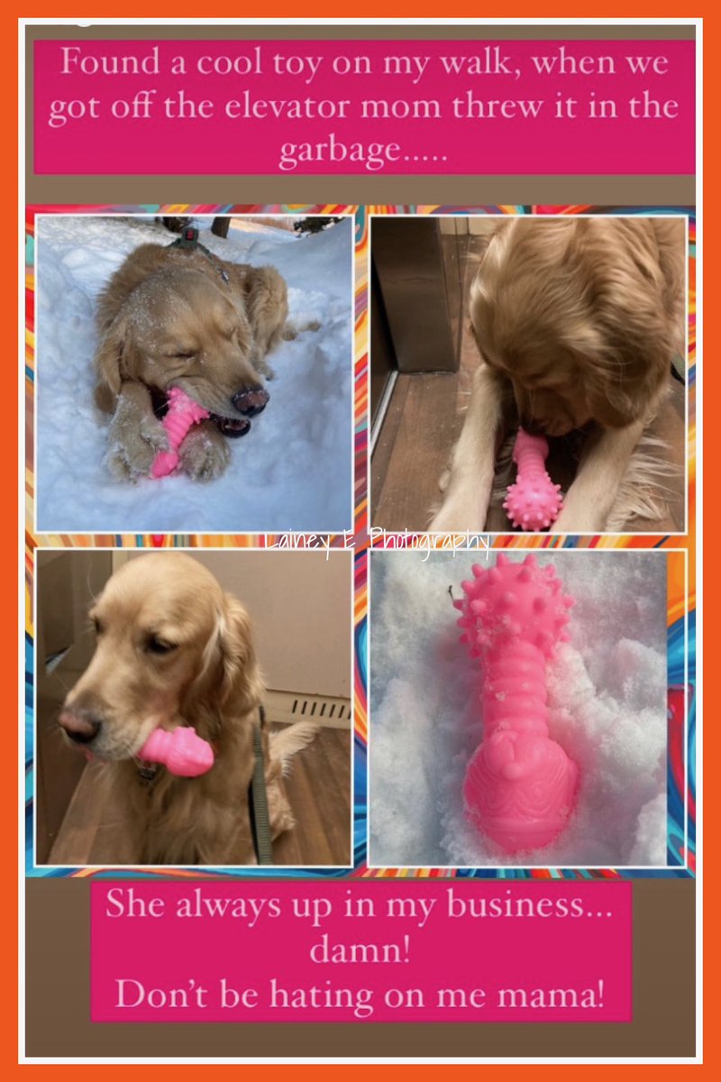 ArmyVet90's tweet photo. How the day is going with my service dog Max…😂 #servicedoglife #mamasboy #playtime #max #goldenretriever #momsaidno #inmybusiness #servicedog #goldens #DogsOnTwitter https://t.co/0sjE1eFlx2