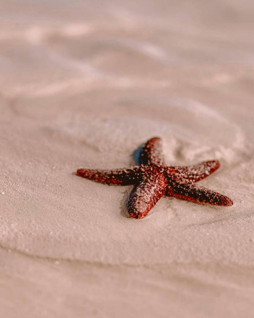 Valentines Resort tweet media