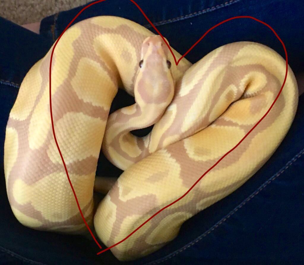 SnakeHour's tweet photo. Rosie <3 https://t.co/fxlAAGpsOL