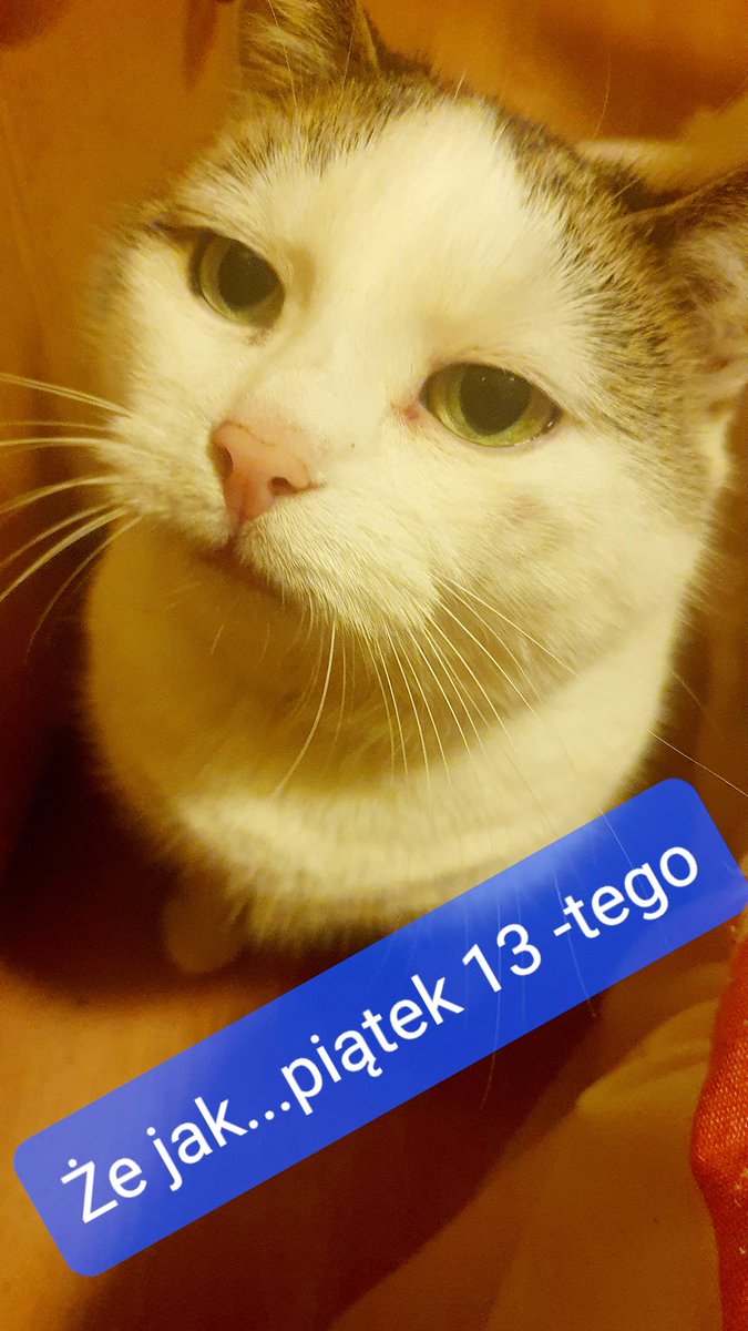 agnieszka_kokot's tweet image. #PANKOT #KOTEŁ #13PIĄTEK