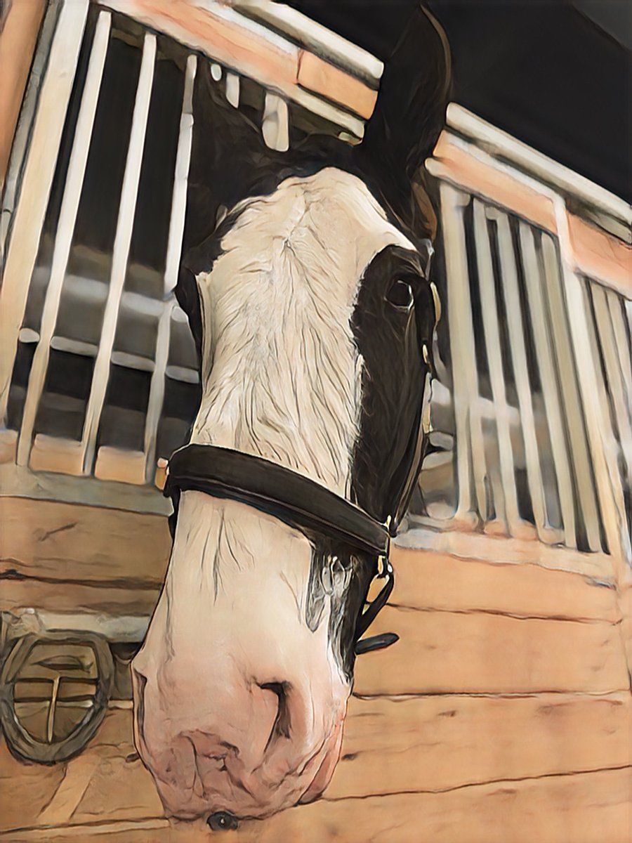 TPSMounted's tweet image. Here’s hoping everyone has a happy and safe weekend. Be careful moving around in the snow and ice, take your time and be kind.  A message brought to you by #PHSaunders