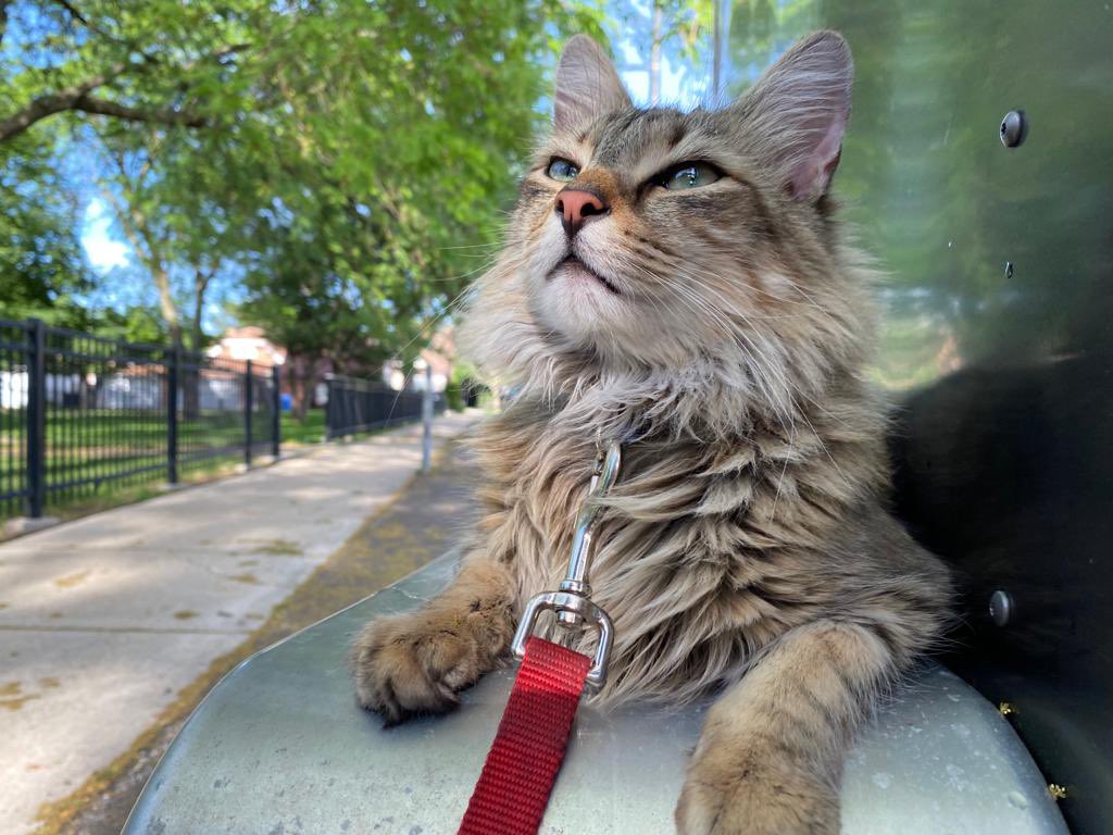 GatoToken's tweet photo. Hopefully, one day my #cryptocurrency will go to the moon and I can help all the cats in my hood and around the world 😻🐈 #GatoToken #cat https://t.co/1oClXIEfFs