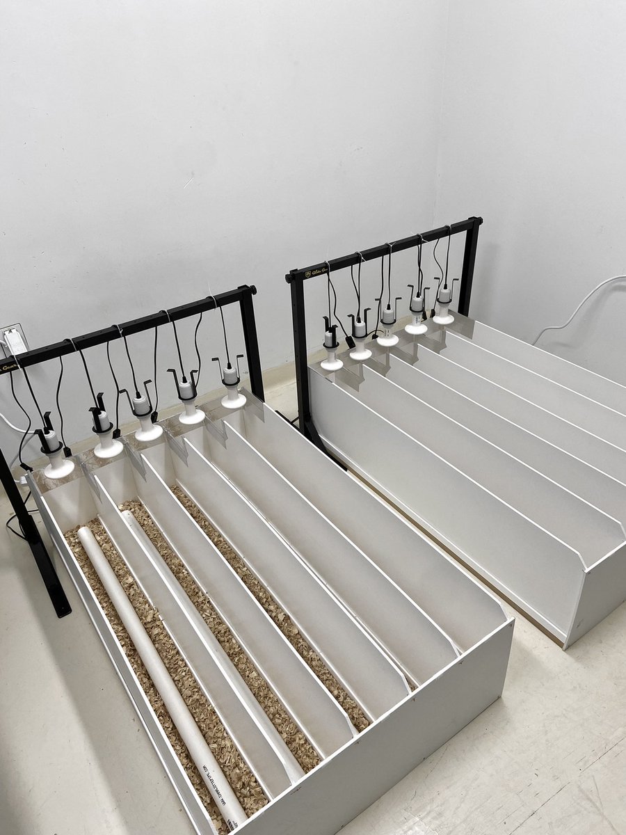 Constant Perry tweet media