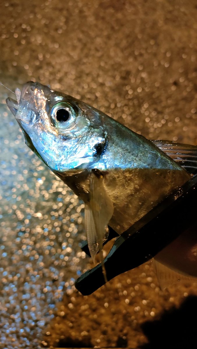 釣友さんとオールナイトアジングww　渋い状況だったけど、ポイント移動で短い時合でバタバタっと釣れました！鯵道5gの鱗付けも完了👍　#さすがに眠い　#アジング　#鯵道5g #イージーシェイカー