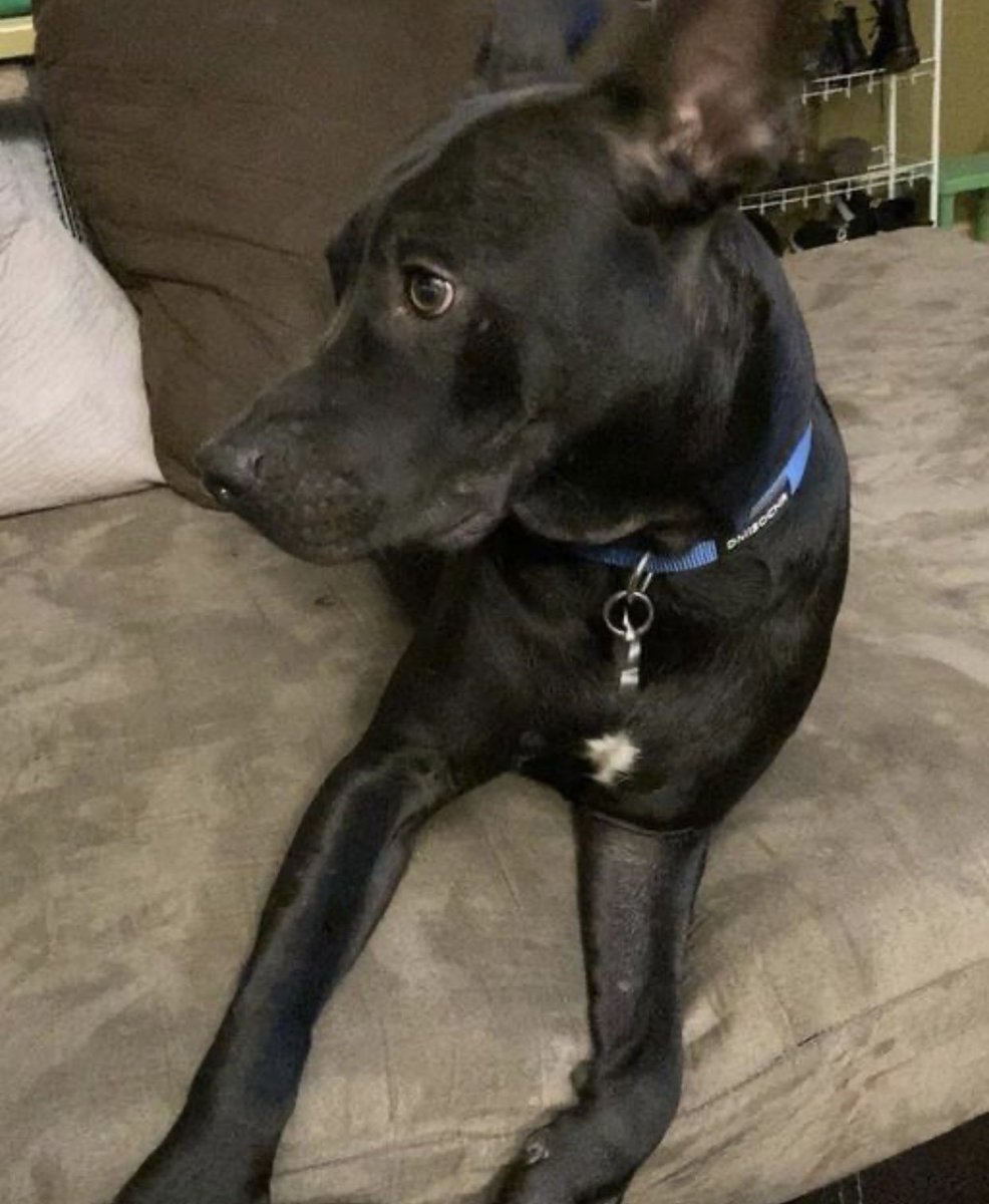 reddogsusie's tweet photo. #TN #MEMPHIS
💥FINAL PLEA💥Ken 2yr 3mo A v.handsome boy-a perfect foster dog-did well with kids/other pets-read in thread👀now back at shelter &amp; desperate for help🆘MUST EXIT 1/17 TO AVOID EUTH 1/18🆘Pls #ADOPT #PLEDGE #RESCUE #FOSTER #MASA17270 HELP🙏🏻
https://t.co/5PNPeq27en https://t.co/egGLU9dxlt