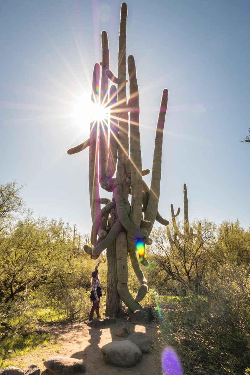 Sarah J Tracy 🏜 tweet media