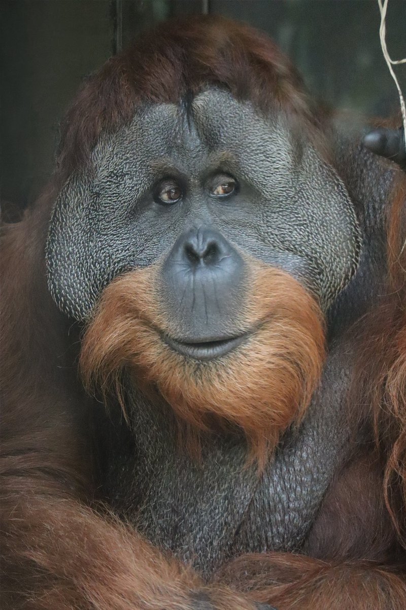 fortwaynezoo's tweet photo. Tengku wants you to have a happy Friday. https://t.co/YtLpkYiUC7