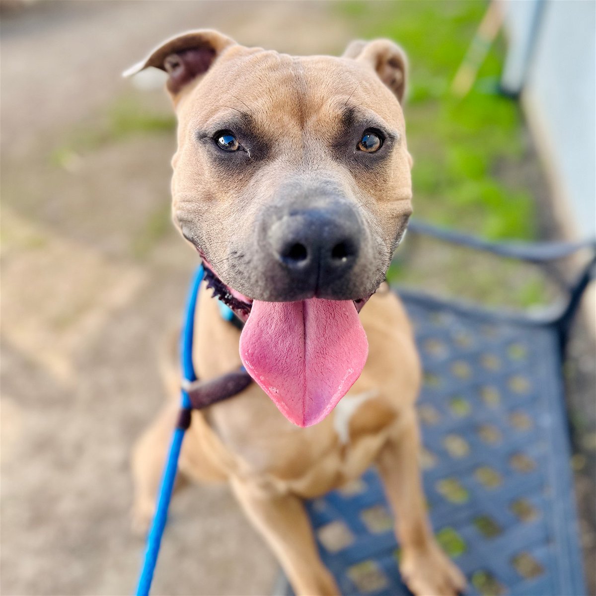 oakzoo's tweet photo. Head over to @oaklandsanimals this week to adopt a big dog! Hours are extended this week to help get at least 50 big dogs adopted by Mon., Jan. 16. Adoption hours this Fri.-Mon. are 12p-5p. Additionally, adoption fees for big dogs are waived during this special adoption event! https://t.co/Exu2MxJKL9