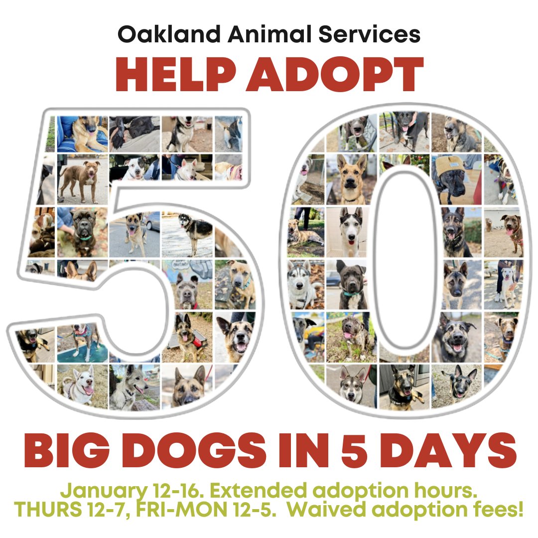 Head over to @oaklandsanimals this week to adopt a big dog! Hours are extended this week to help get at least 50 big dogs adopted by Mon., Jan. 16. Adoption hours this Fri.-Mon. are 12p-5p. Additionally, adoption fees for big dogs are waived during this special adoption event!