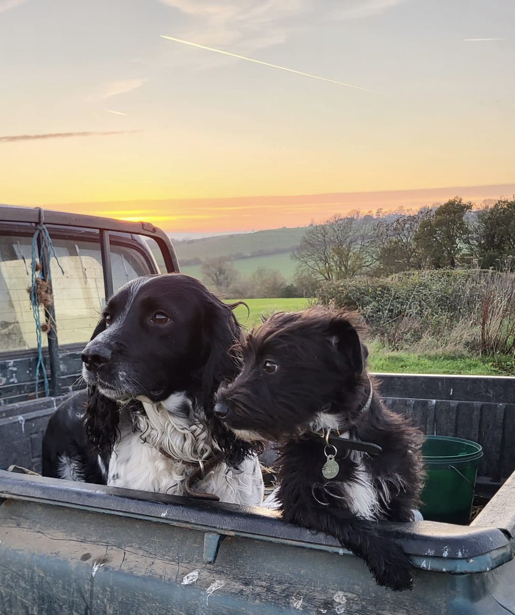 Puppy’Batman’learning to sit still in the pickup. #learning #puppytraining #Bucks #countryside #puppy #terrier #Batman