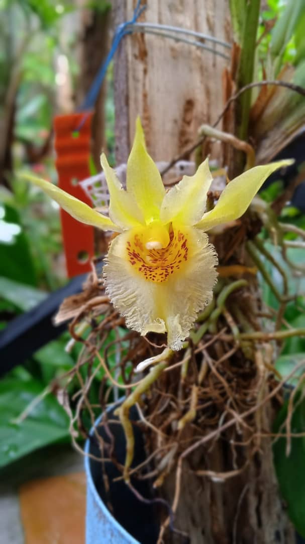 ORQUIBOR. Orquídeas, Bromelias y Arboleshogar tweet media