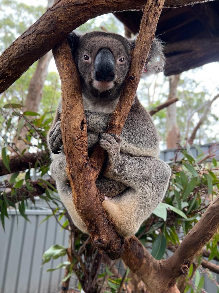 Bobby has the best koala nose we've seen! VISIT US these holidays to meet Bobby and the other patients. FREE ENTRY 8:30am til 4pm seven days a week.
#koalahospital
#portmacquariekoalahospital #visitportmacquarie #ilovesydney #visitnsw #koalajoey