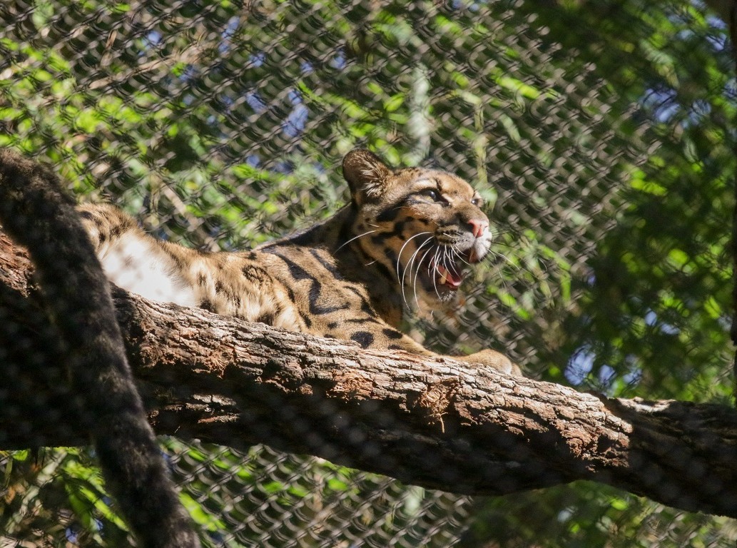 We are thrilled to report we located clouded leopard Nova on-grounds at the Zoo this afternoon at approximated 4:40 p.m. She was located very near the original habitat, and teams were able to safely secure her just before 5:15 p.m.