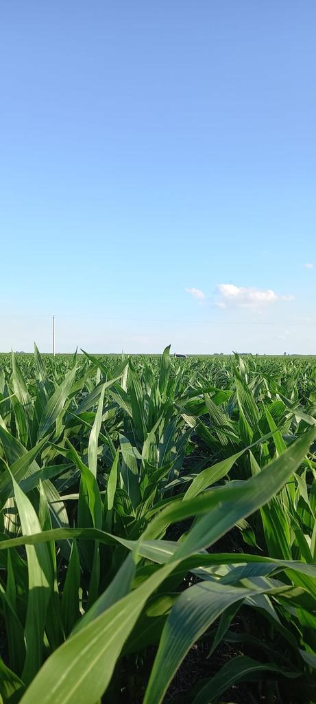 fglescano's tweet photo. Scouting monitoreo puntual para evaluar e interpretar la evolución del cultivo en diferentes zonas intralote. Villa cañas #onesoil Syn897-NK870VIP3 https://t.co/CIilvv3eli