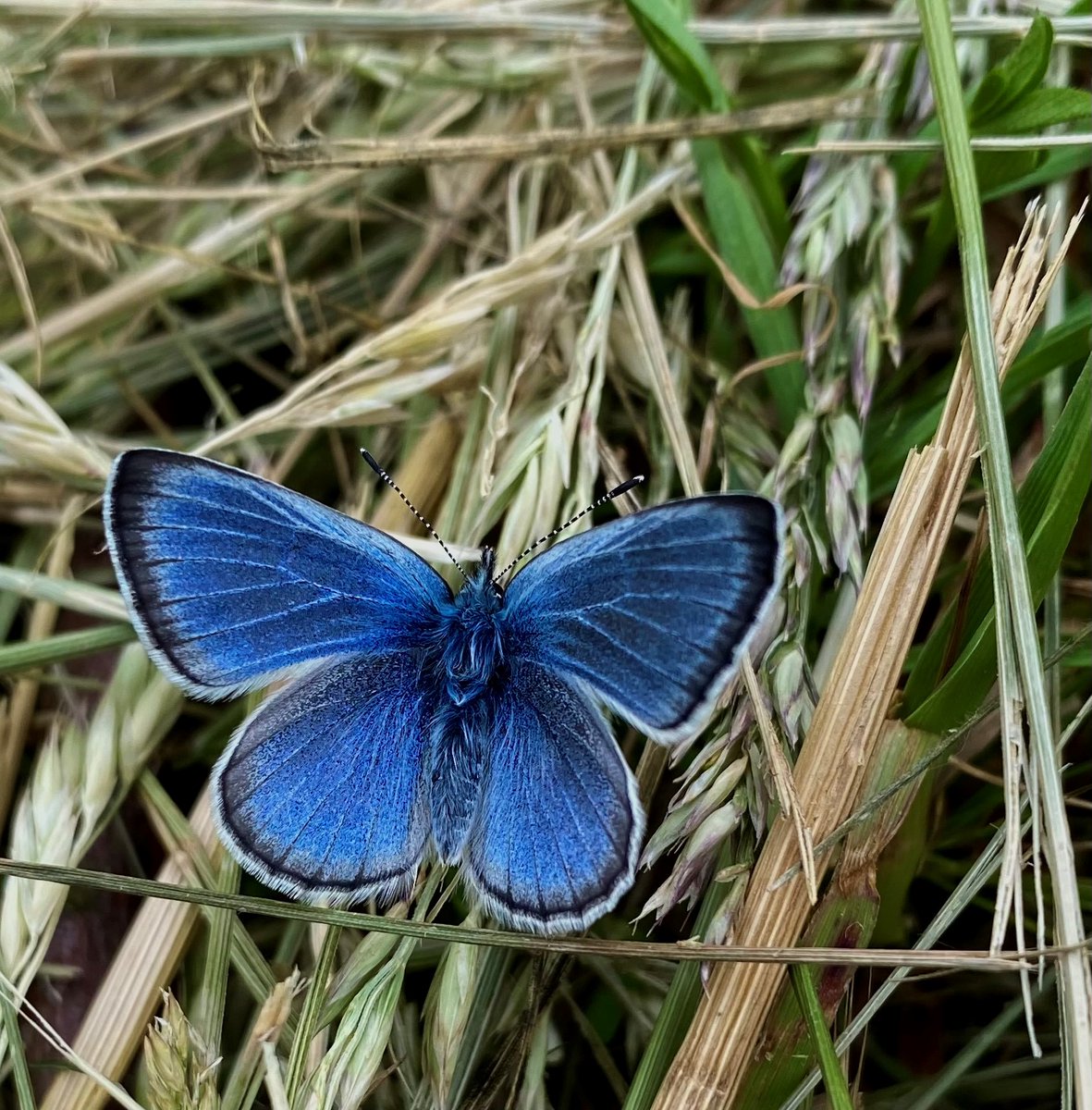 Good news to end your week: The Fender’s blue butterfly (found only in the Willamette Valley) was reclassified from Endangered to Threatened this week. Thought to be extinct in 1937, it was rediscovered in 1989 and now inhabits twice the acreage it did when it was listed in 2000.