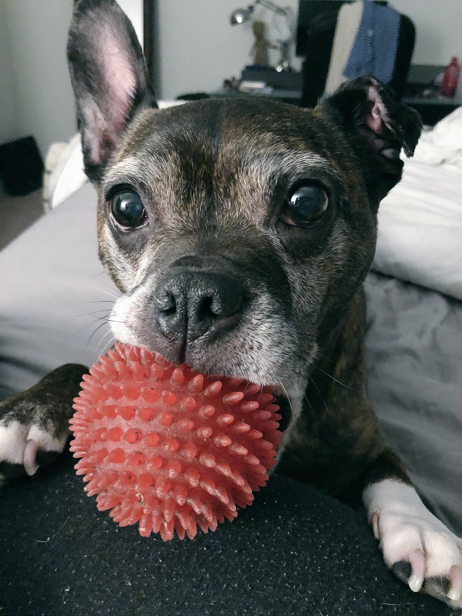 OttoPuddles's tweet photo. #flybyFriday Remembering and missing the sweetest boy and my soulmate. Otto. 💔 https://t.co/iUZUZi8z3Y
