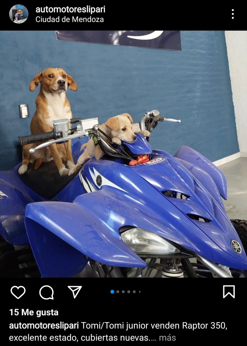 Acá en Mendoza hay una agencia que publica los vehículos que tiene a la venta con perritos jajajaja los tkm.
