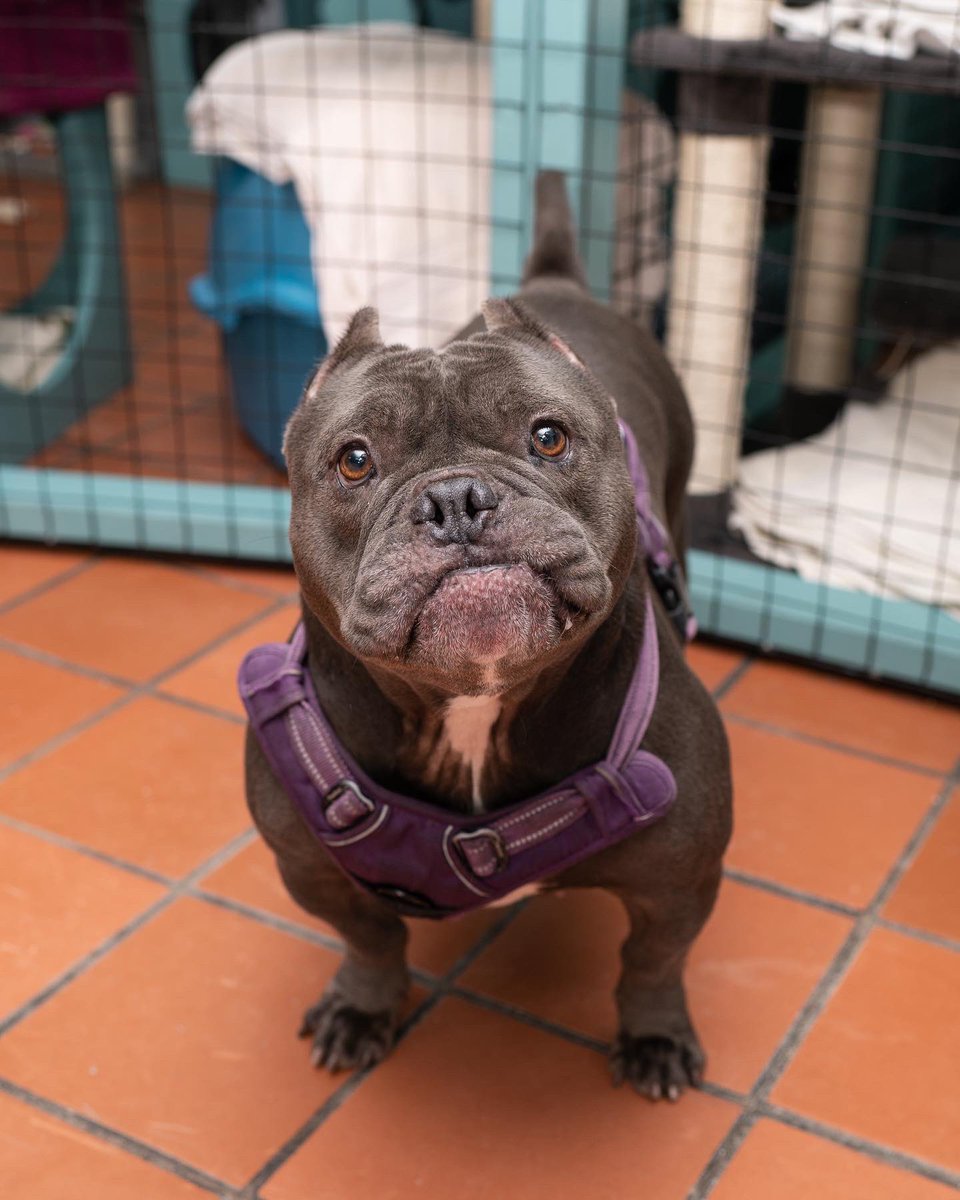 langefoundation's tweet photo. Punky is amazing and so much fun. She is extremely smart and very sweet. She is friendly and eager to please. She has been here for nine months and is patiently waiting for the perfect home 🏡 https://t.co/mlvEJVCl2M